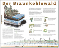 Klick für Zoom Infotafel Braunkohlewald (Miniatur)