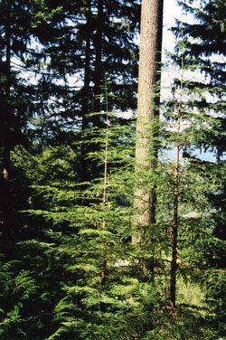 Douglasien-Redwood-Wald