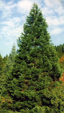 Mammutbaum-Wald