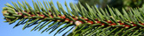 Abies squamata