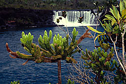 Dacrydium guillauminii Altbaeume Chutes de la Madeleine