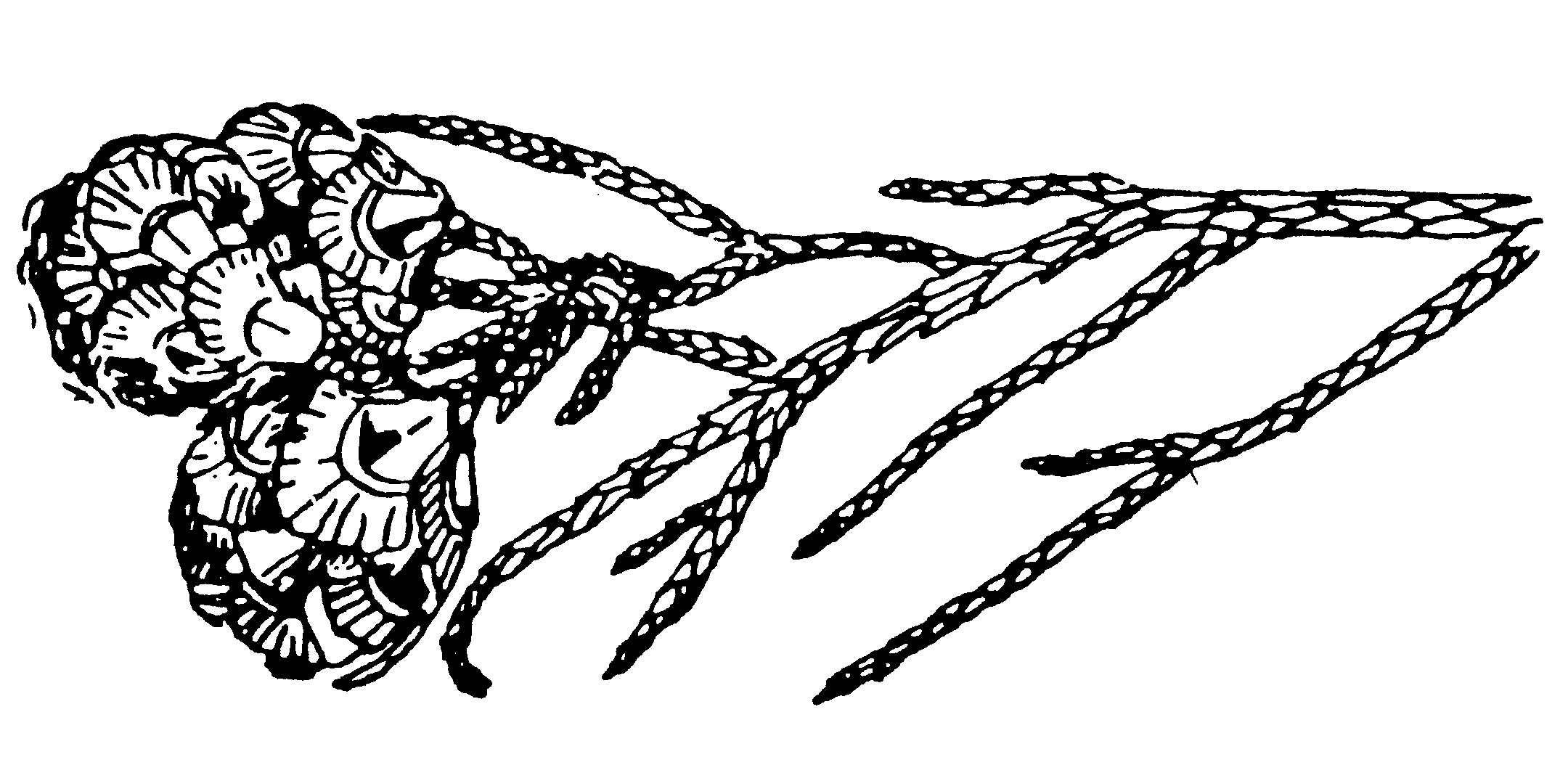 Glyptostrobus pensilis