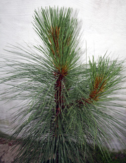 03 Pinus-engelmannii-Jungpflanze-002