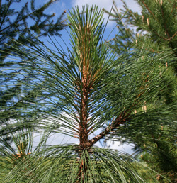 08 Pinus-engelmannii-2