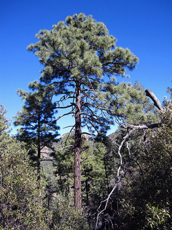 13 Pinus engelmannii Chiricahua