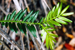 04 Retrophyllum