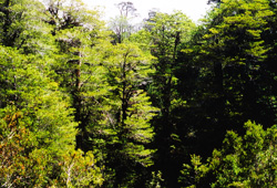 Saxegothaea conspicua, Naturwald Antillanca