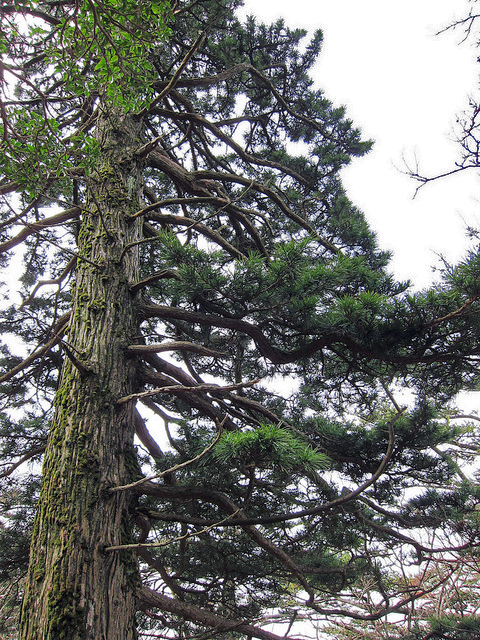 01 Sciadopitys verticillata