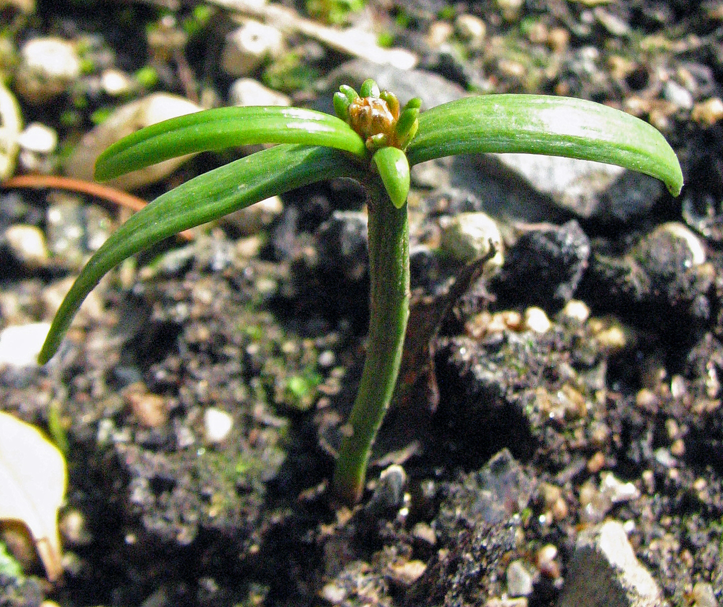 02 Sciadopitys verticillata