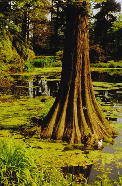 Taxodium distichum - Stammfuss