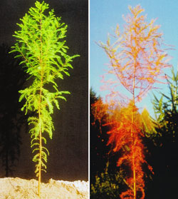 Taxodium distichum - Jungpflanze im Sommer / Herbst
