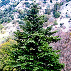 abies nebrodensis