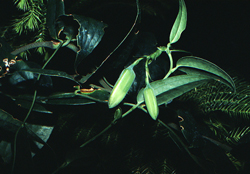 04 lapageria rosea knospen