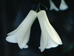 07 lapageria rosea white cultivar st ulrich