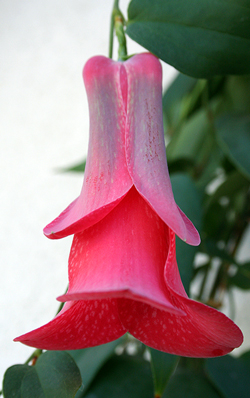 08 lapageria rosea einzelbluete