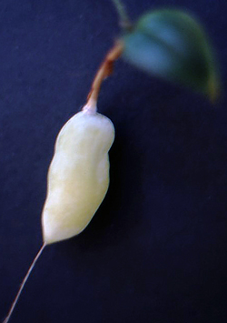 15 lapageria rosea reifer fruchtstand